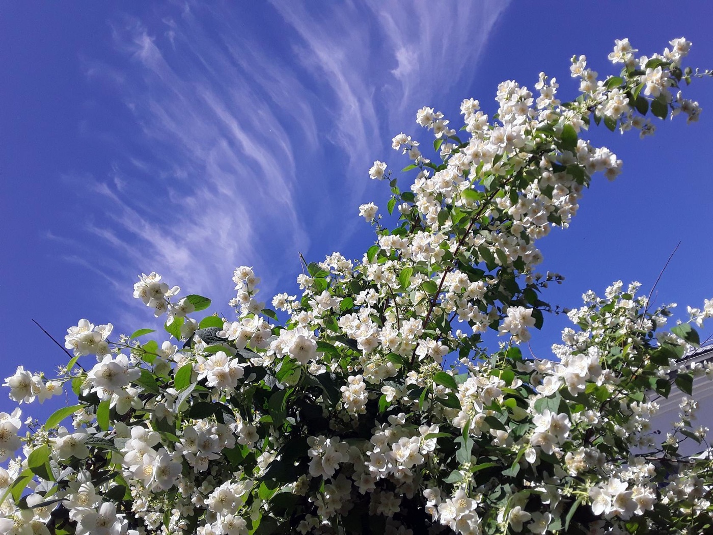 Apfelbaum in voller Blüte