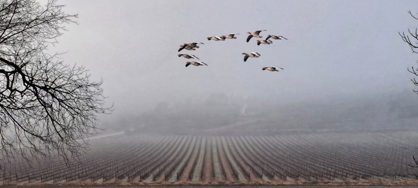 Vimbodí - dia de boira - Conca de Barberà