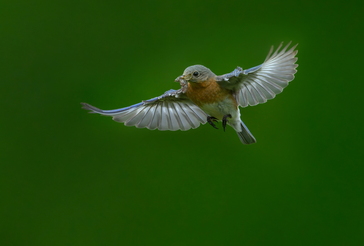 Eastern Bluebird (f)