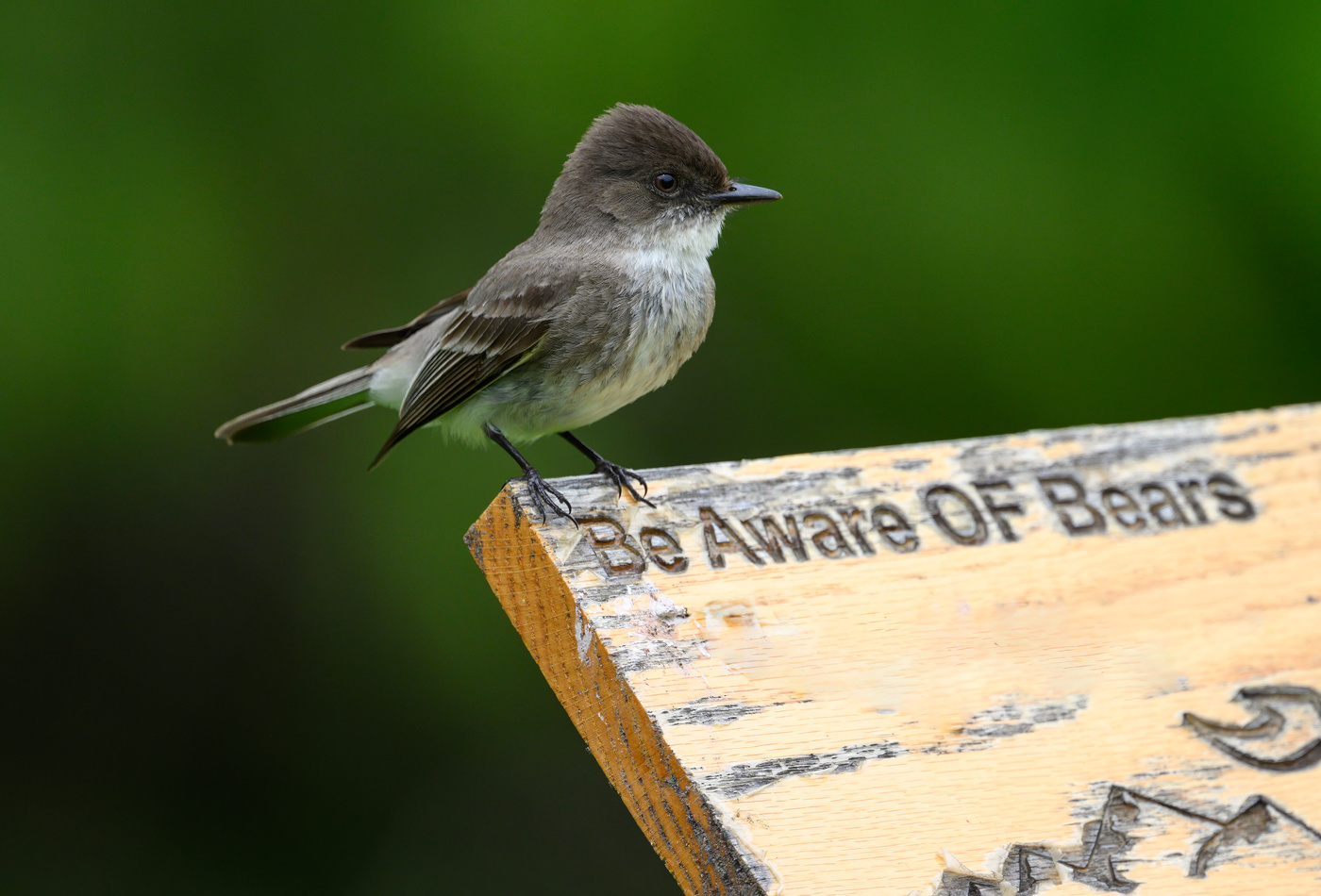 Eastern phoebe