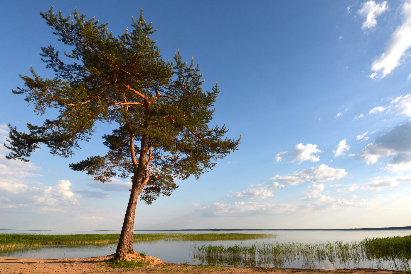Blue-eyed Weißrussland