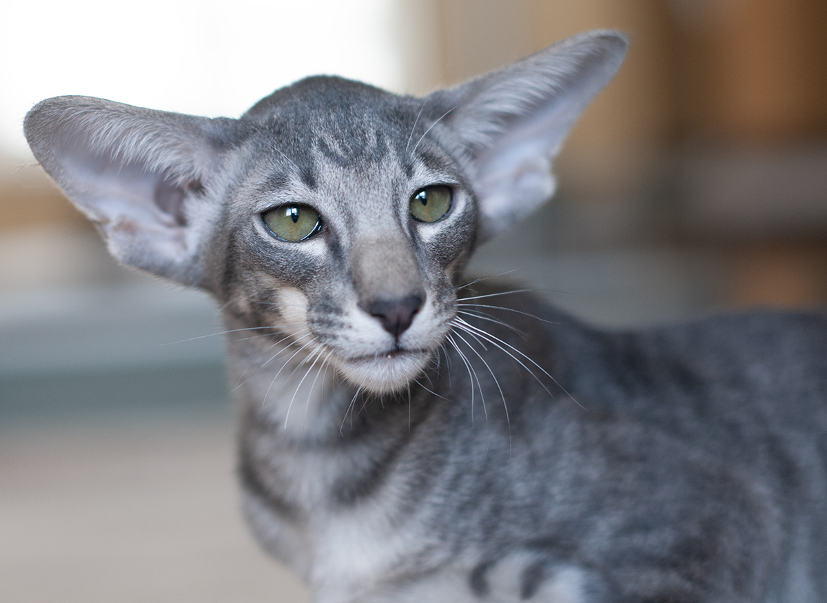 Jarlath the king:)))