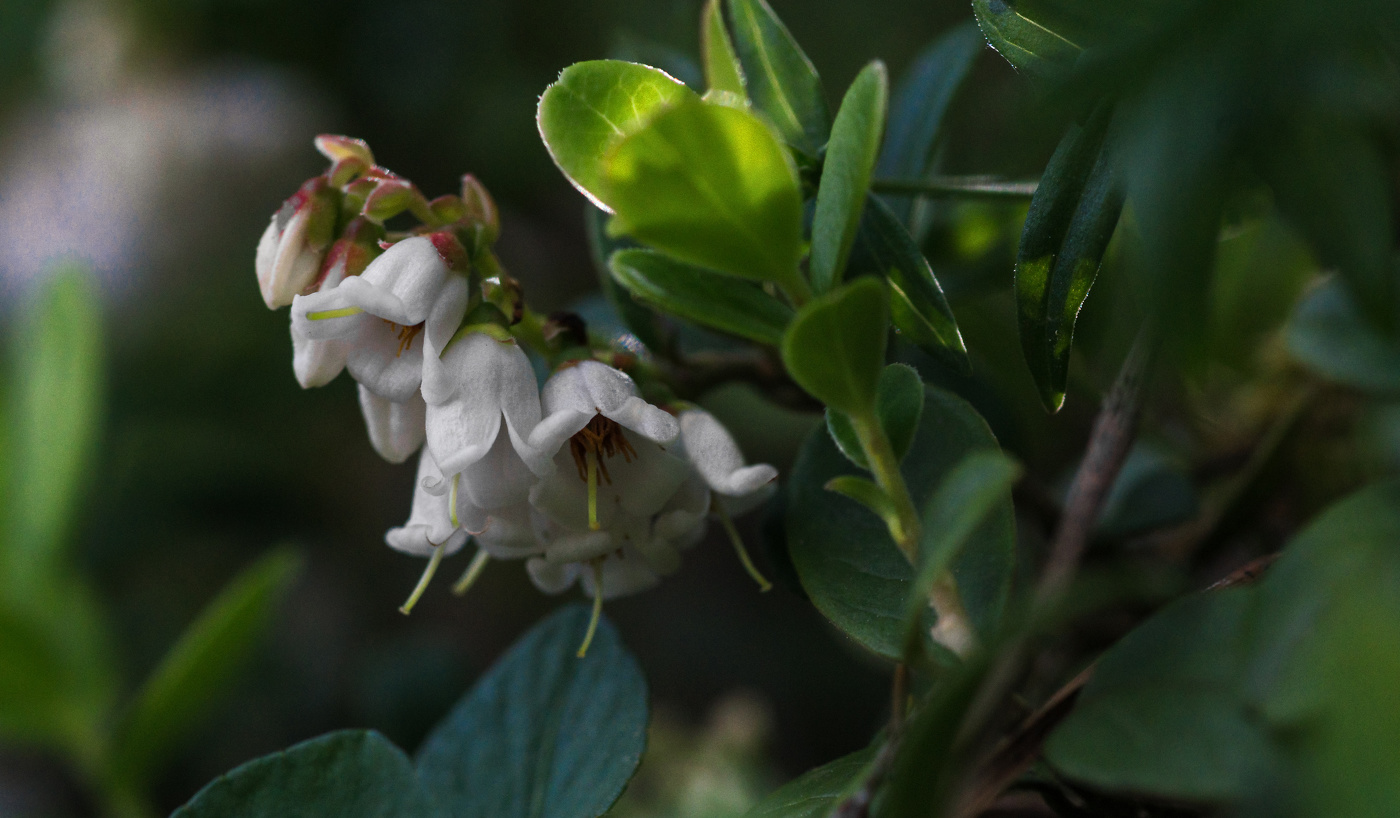 Flowering Preiselbeeren ...