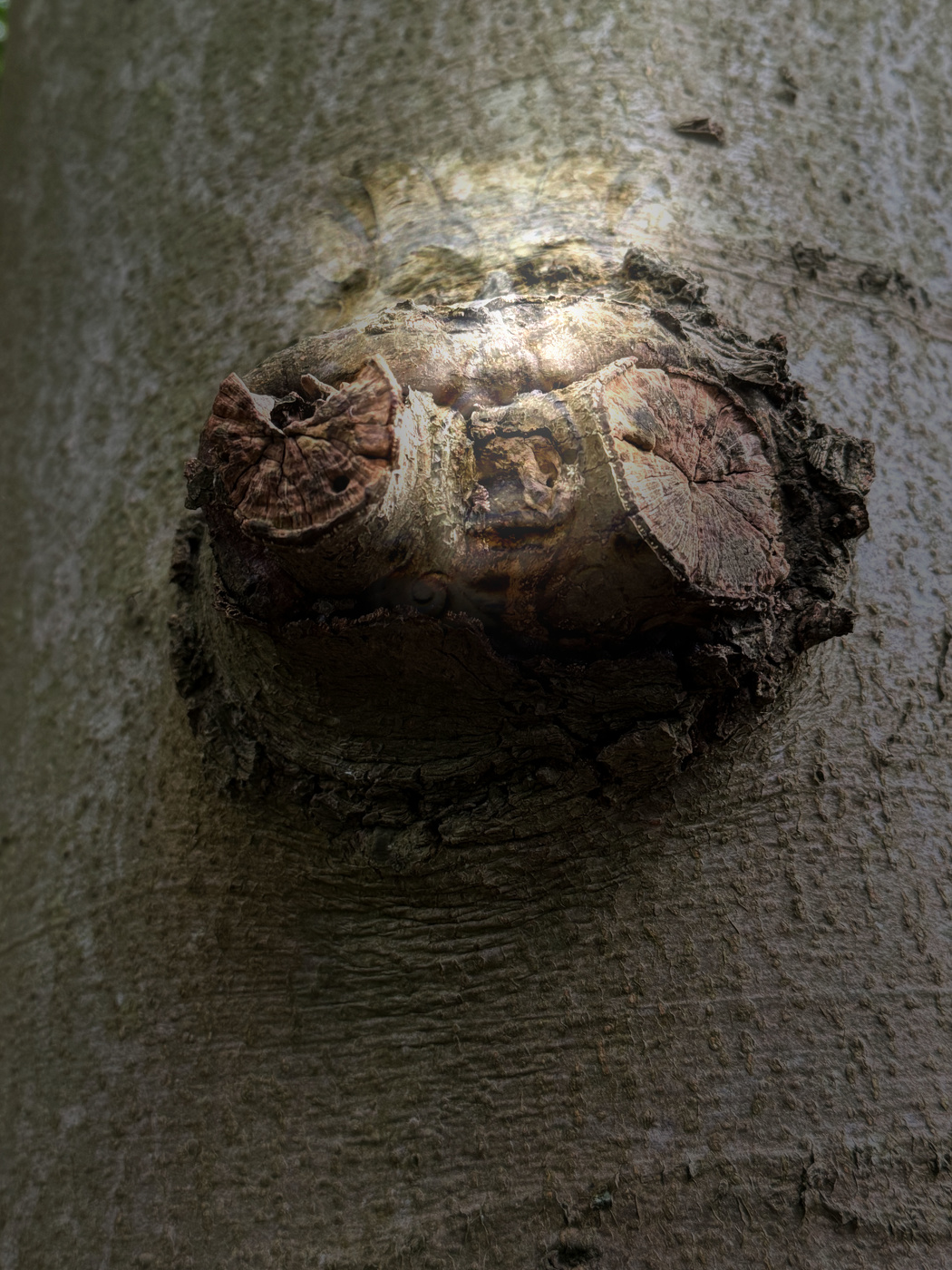 Grow out of the tree