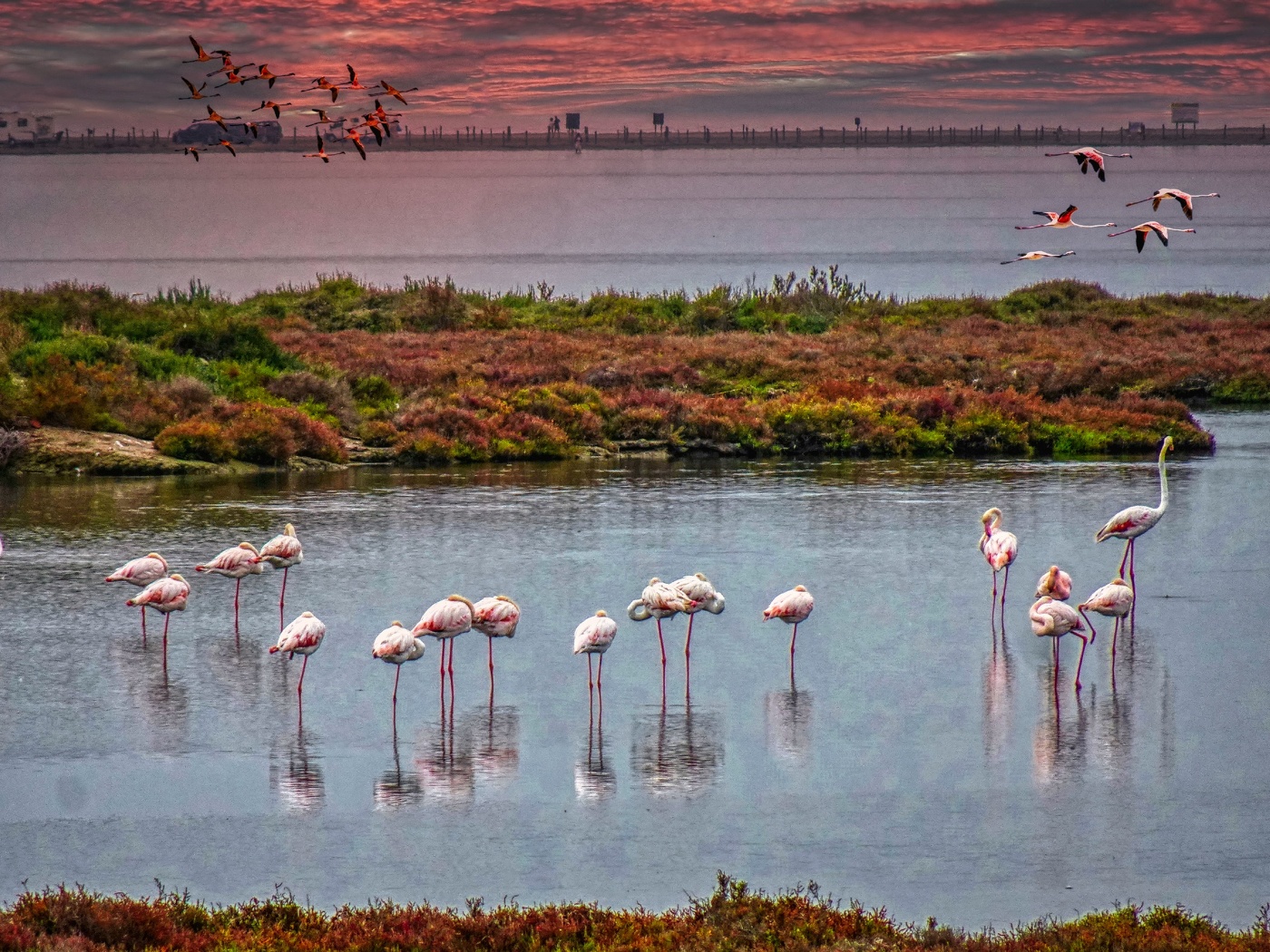Delta de l'Ebre - Llacuna de la Tancada (flamencs) - Montsià