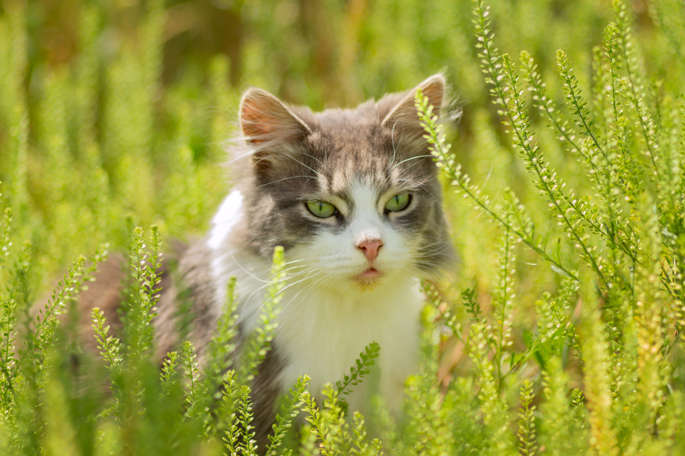 "Bildnis einer Unbekannten"