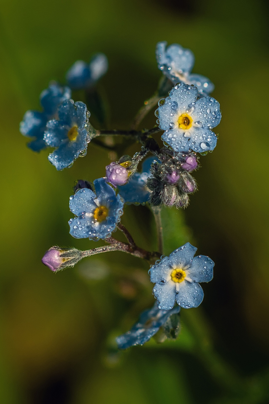 Morning Zärtlichkeit