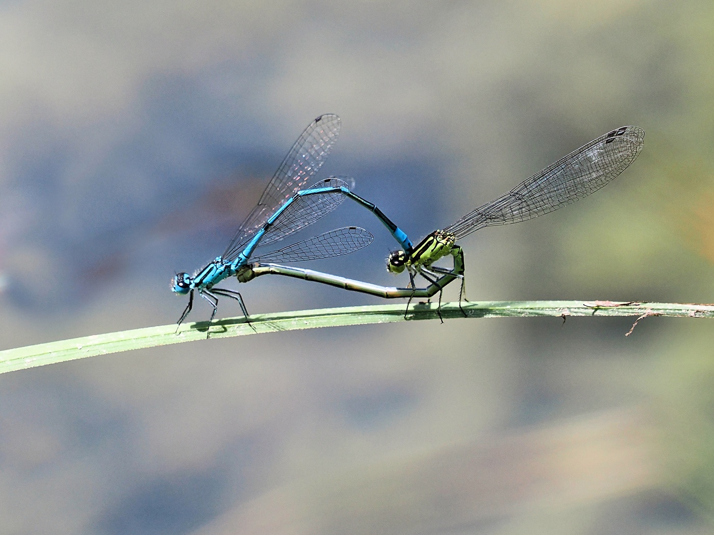 Hufeisen Azurjungfer