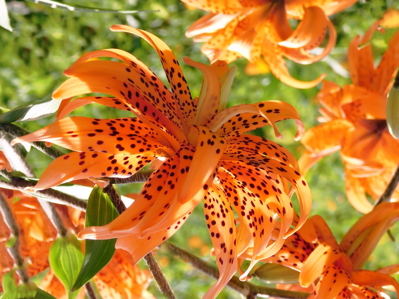 Tiger Lily