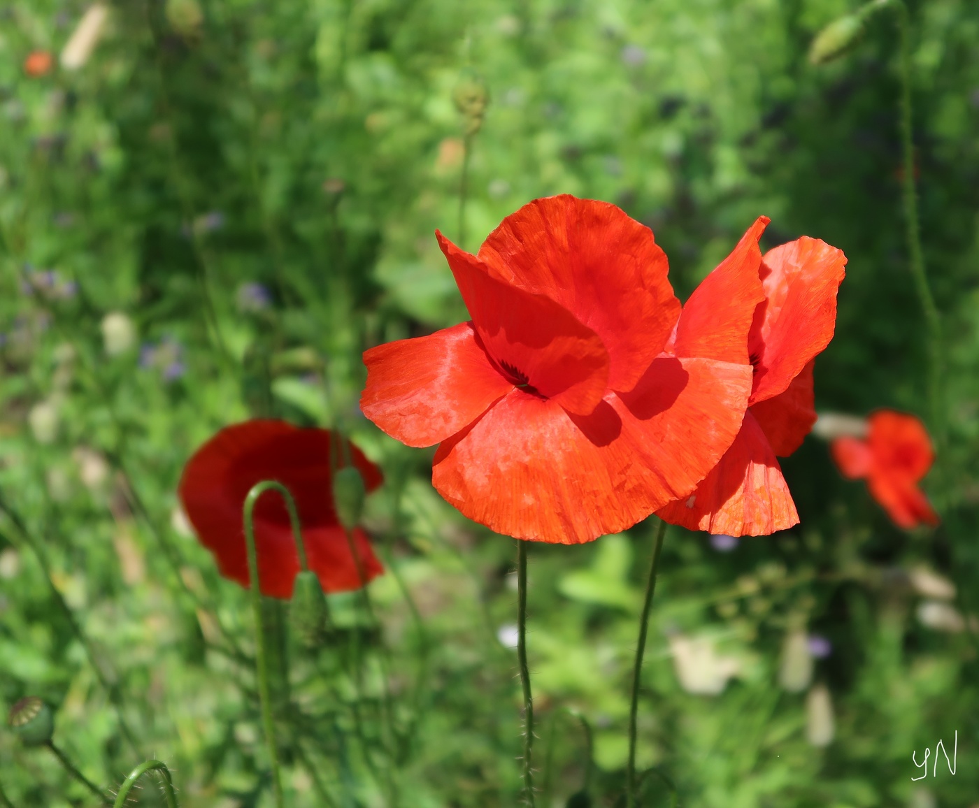 Mohn