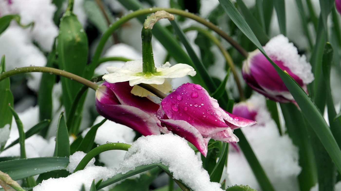 April, April (der weiß nicht, was er will) Frühling schnee im April. /Tierpark/ "The Natural World"