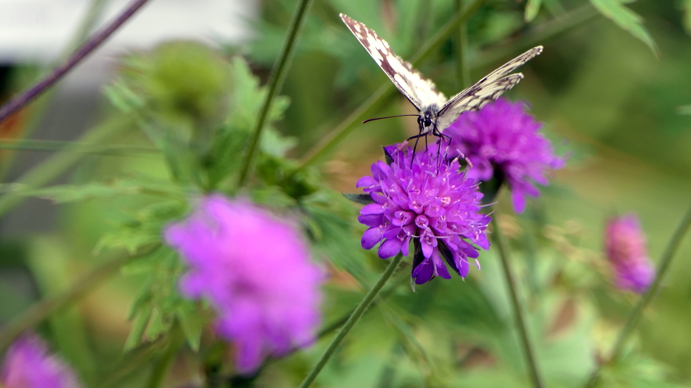 Wunderschöne "Schachbrettfalter" (Melanargia galathea) verteidigt seine Blüte-Schmetterlinge