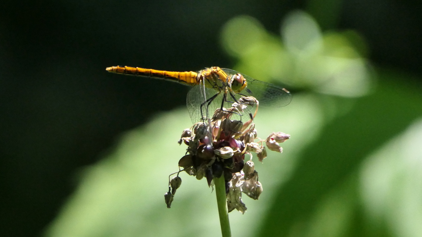 Naturnaher Garten-So unterstützen wir Wildbienen, Hummeln & Schmetterlinge durch Gartengestaltung.