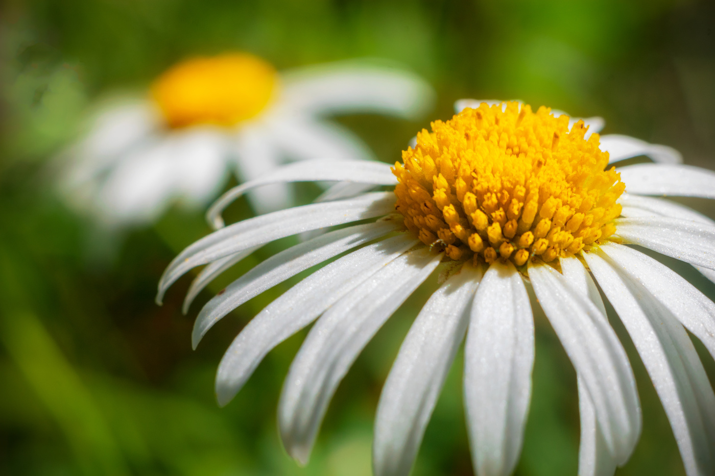 Auch Daisy, zwei hintereinander ...