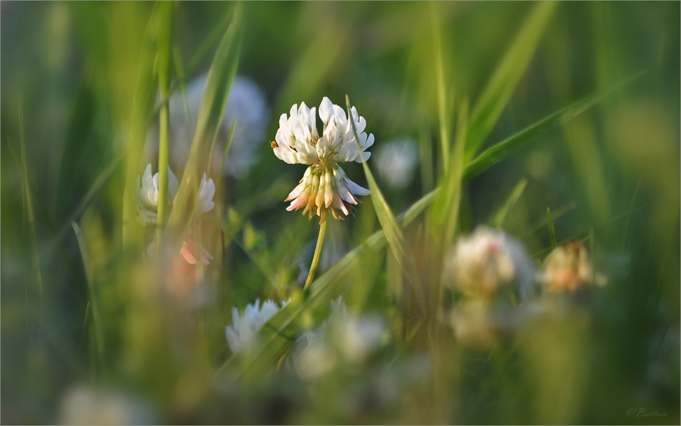 A part of the summer