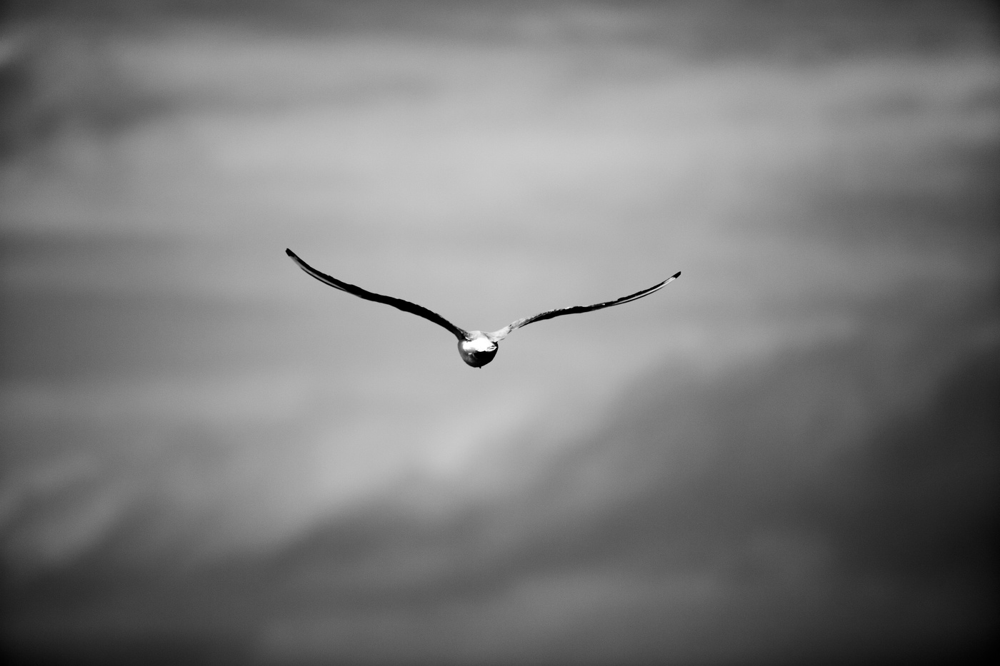 SEAGULL