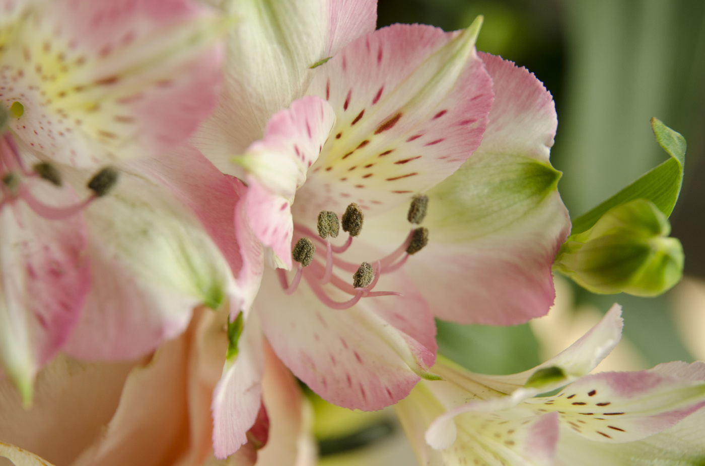 Blütenstempel Staubfäden