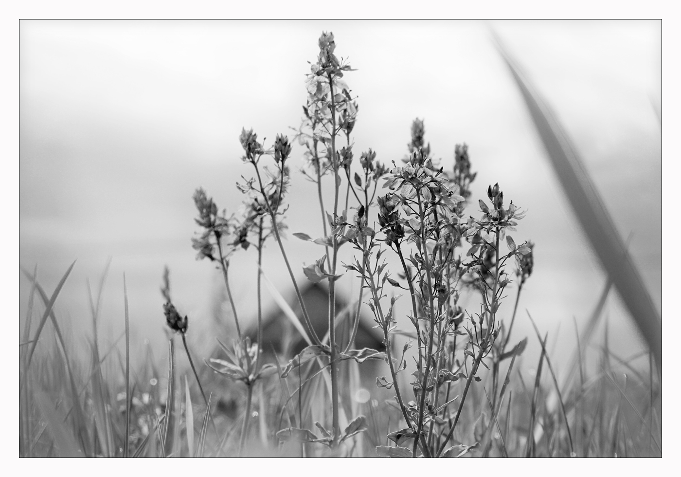 Gras in der Nähe des Hauses