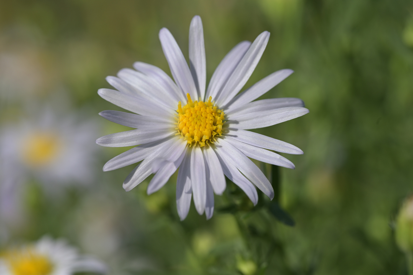 Aster