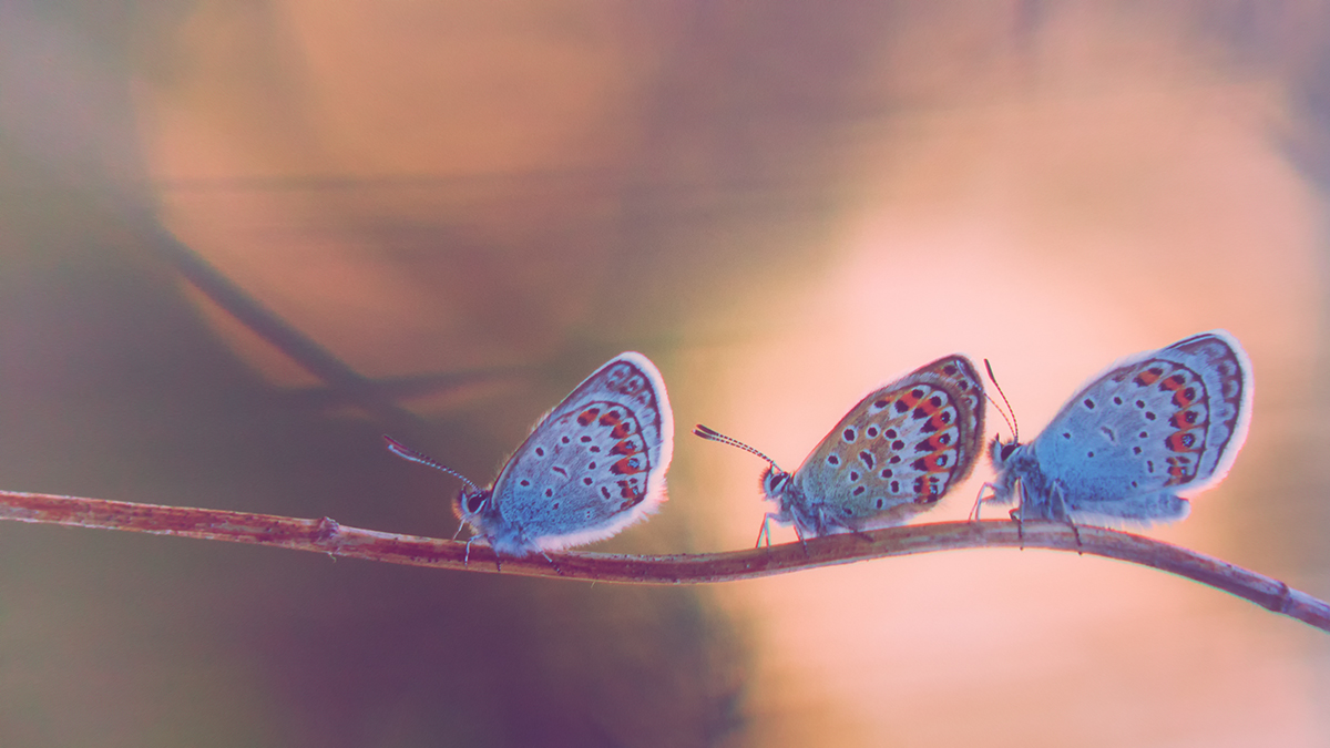 Gemeinsam fröhlich zu Fuß