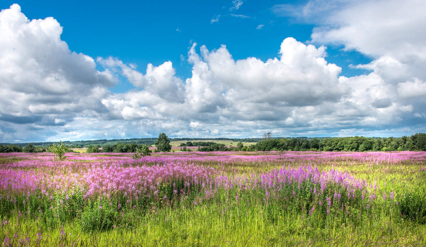 Native Freiflächen.