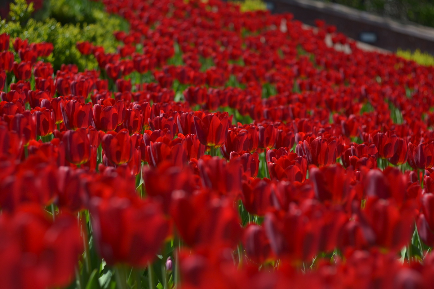 Tulips