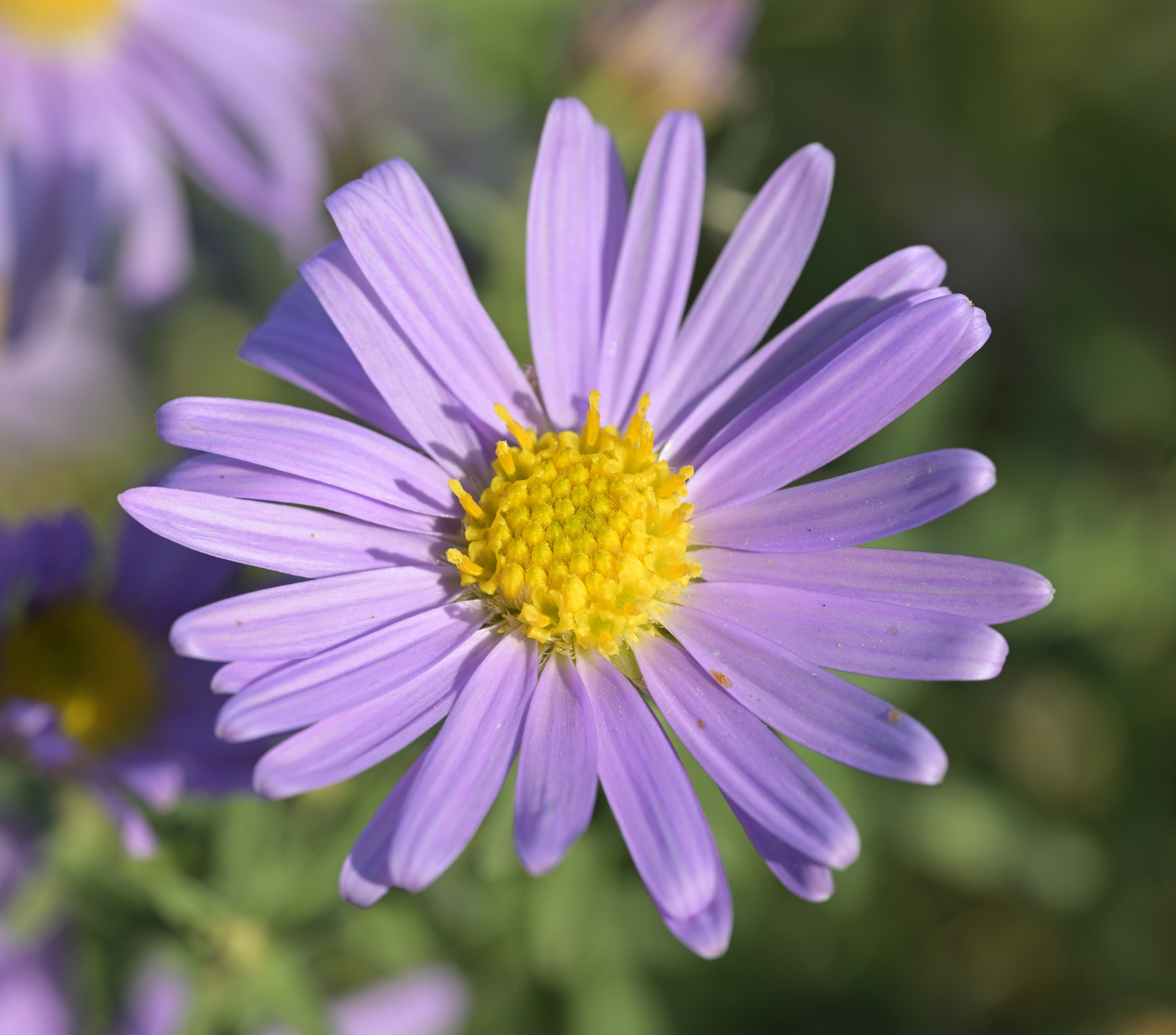 Aster