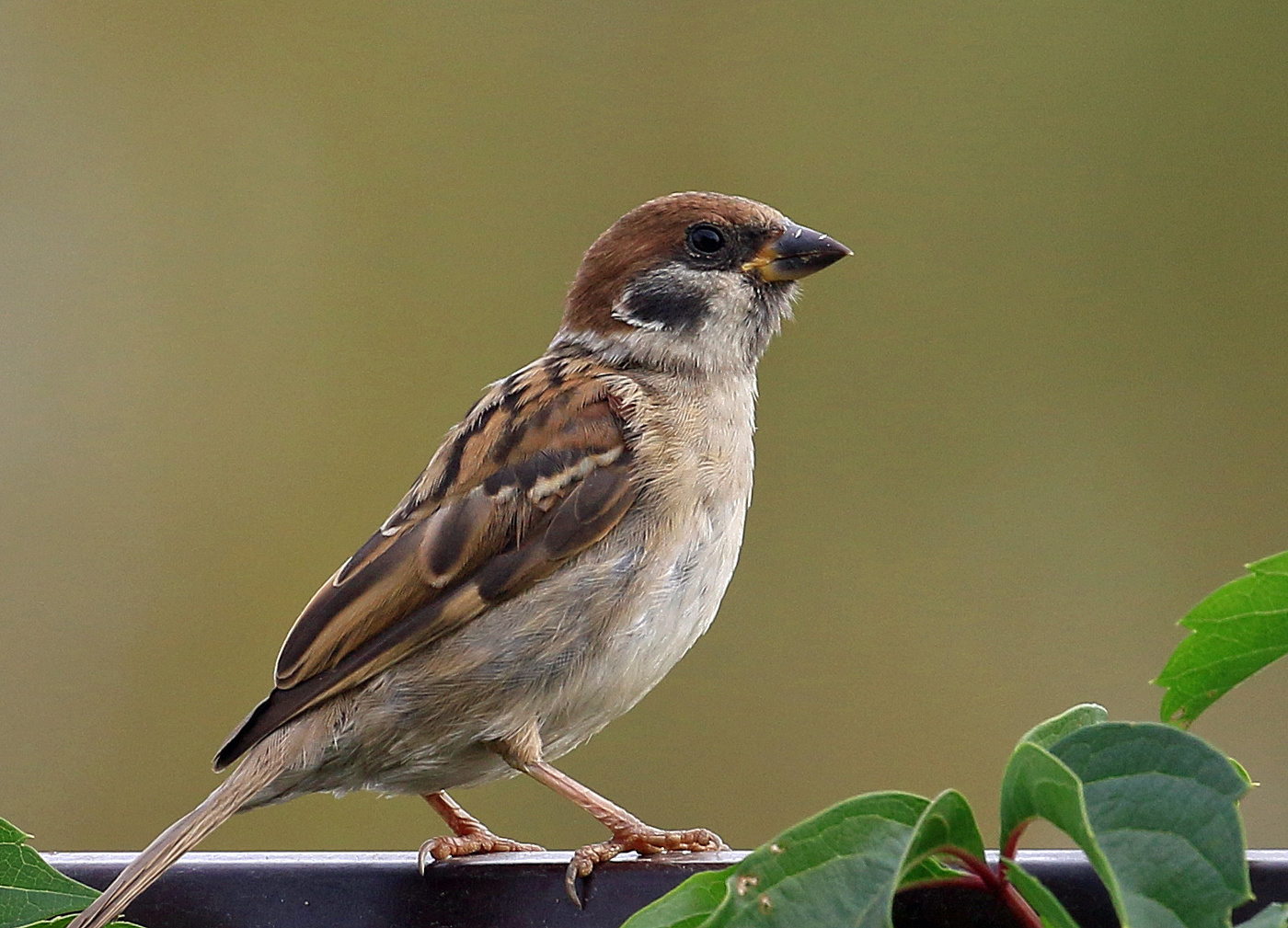 Fliegen Zugvögel ...