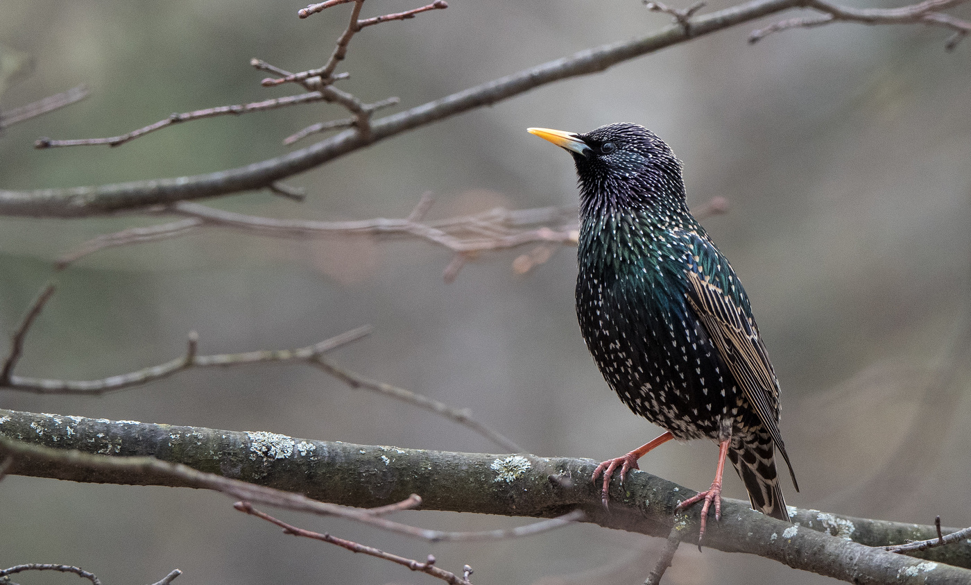 Starling.