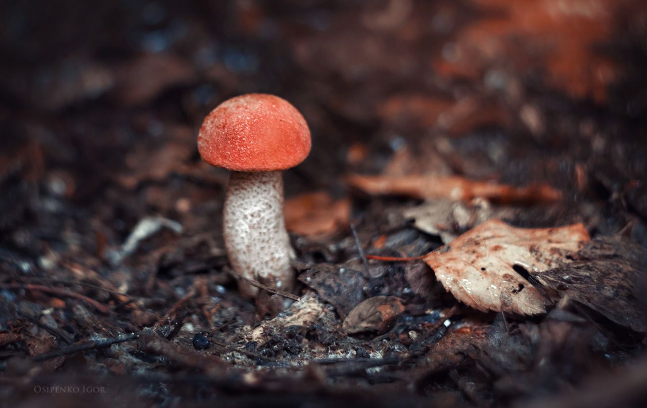 Orange-Schutzkappe Boletus