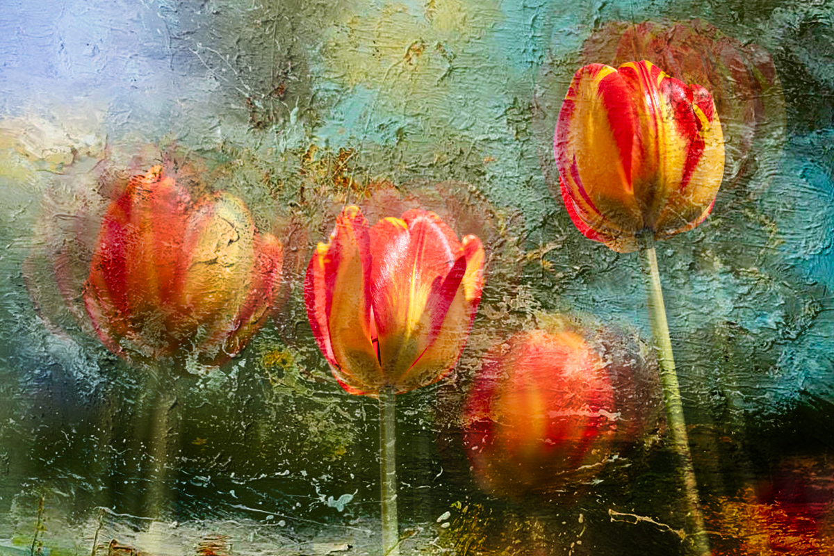 Tulips