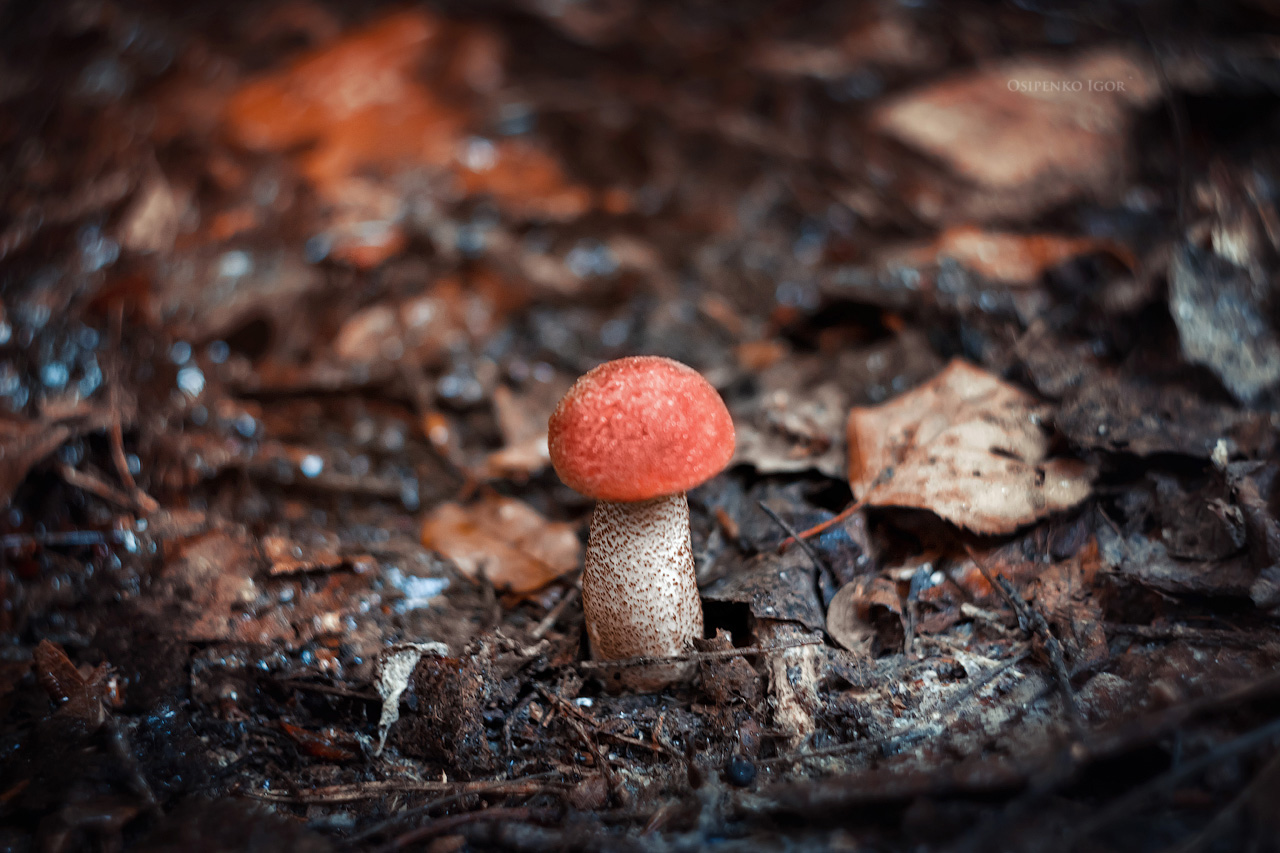 Orange-Schutzkappe Boletus
