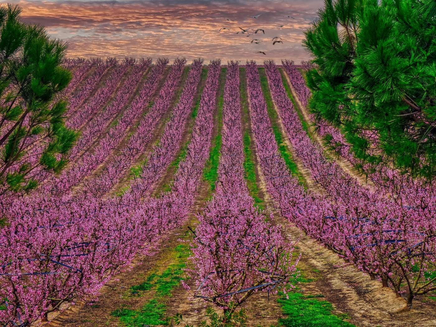 Aitona - presseguers florits - Segrià