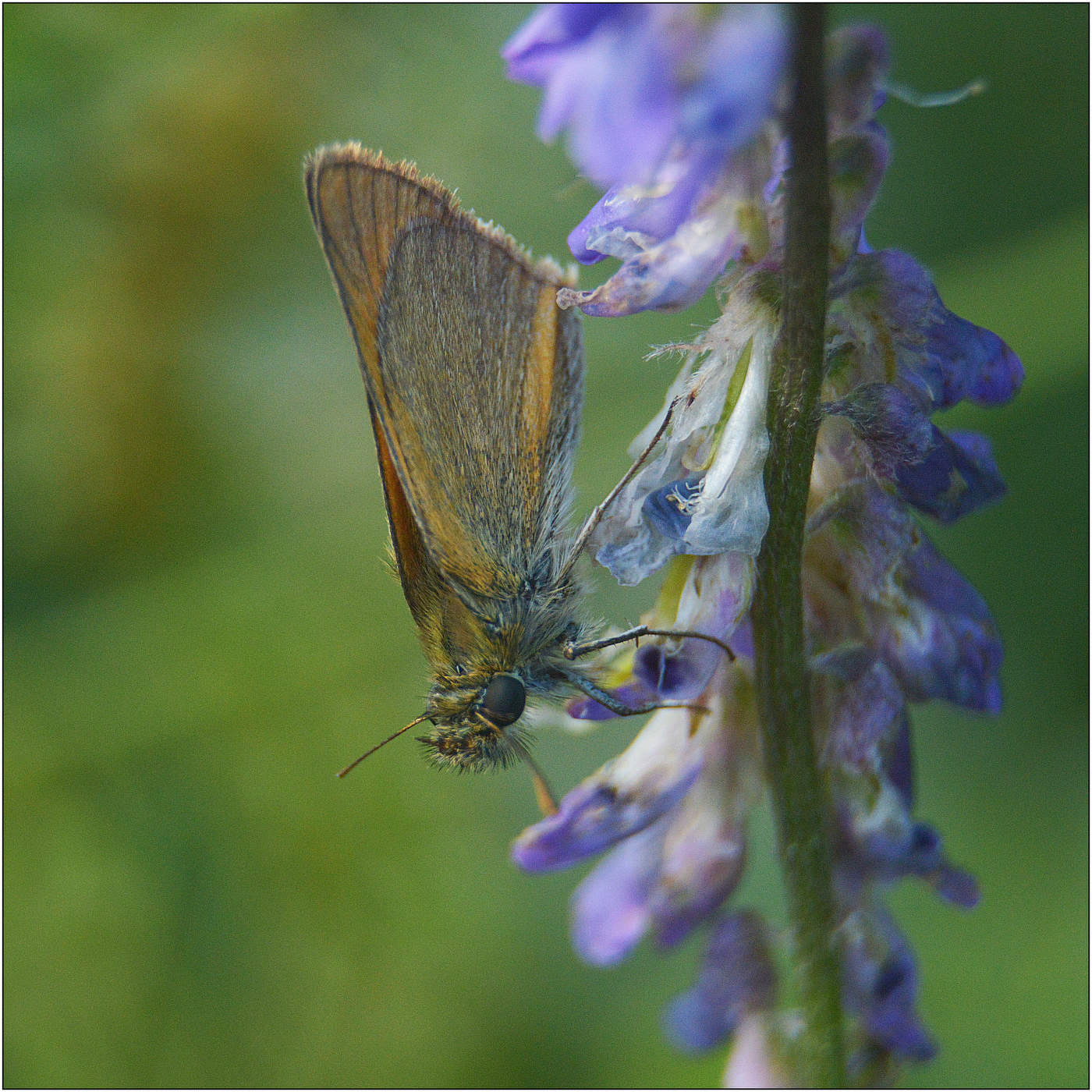die Sonne hinter den Wolken ...