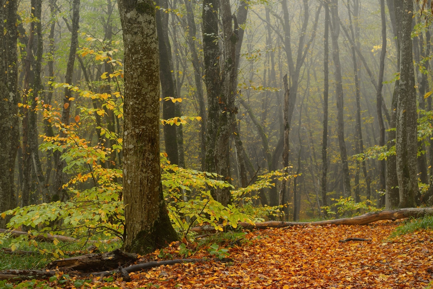 Sonnenaufgang über dem Fluss