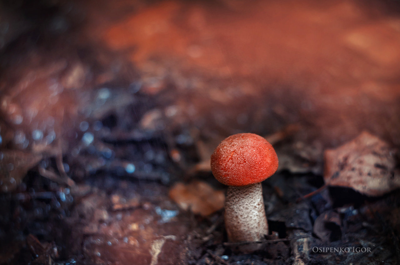 Orange-Schutzkappe Boletus