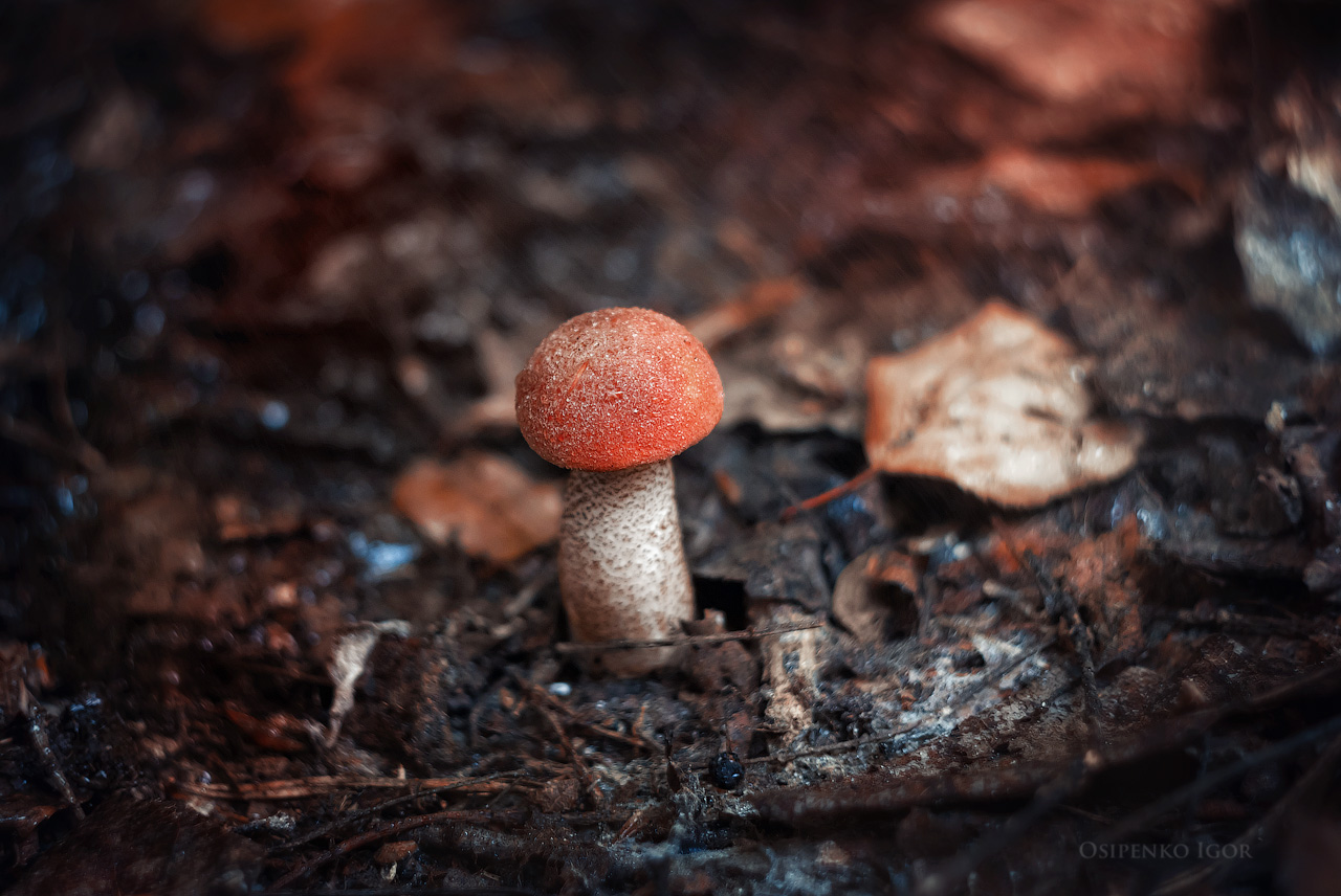 Orange-Schutzkappe Boletus