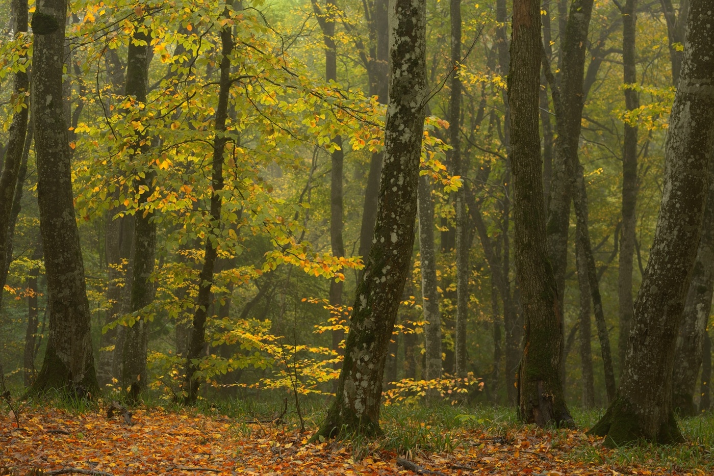 Sonnenaufgang über dem Fluss