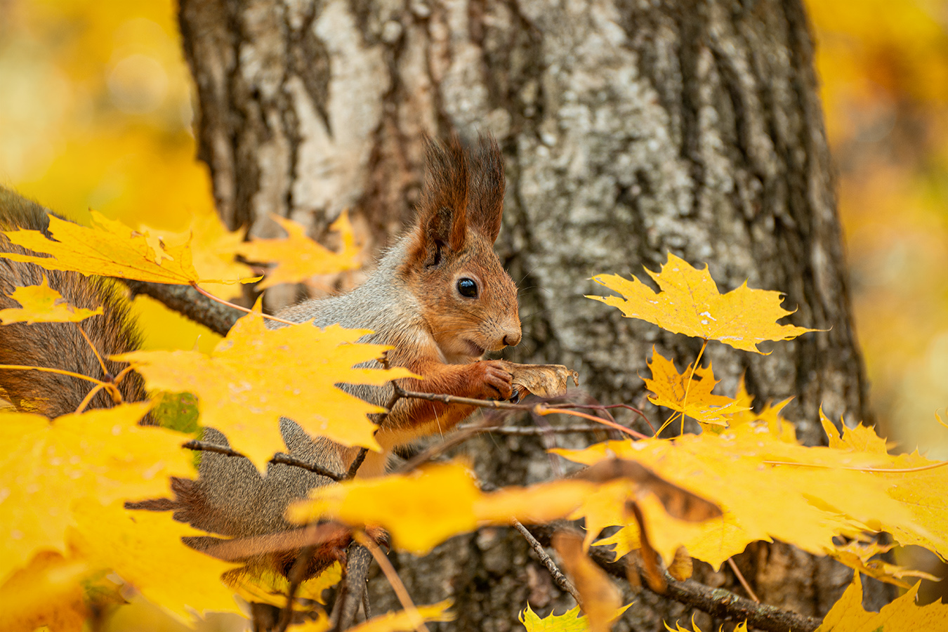 In der Herbst-Park.