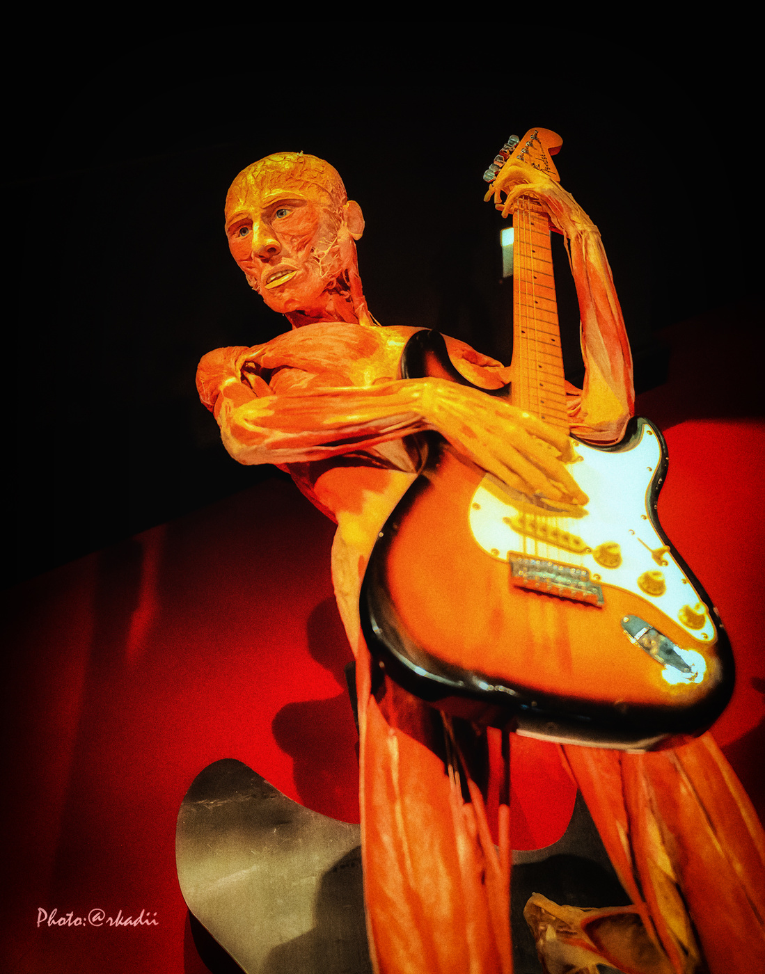 GUNTHER VON HAGENS - Human and Animal plastination