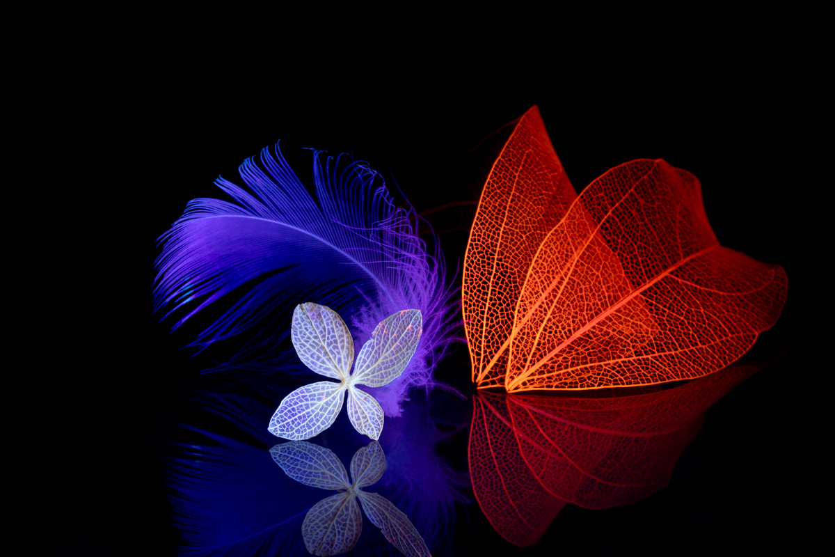 Leitmotif of November