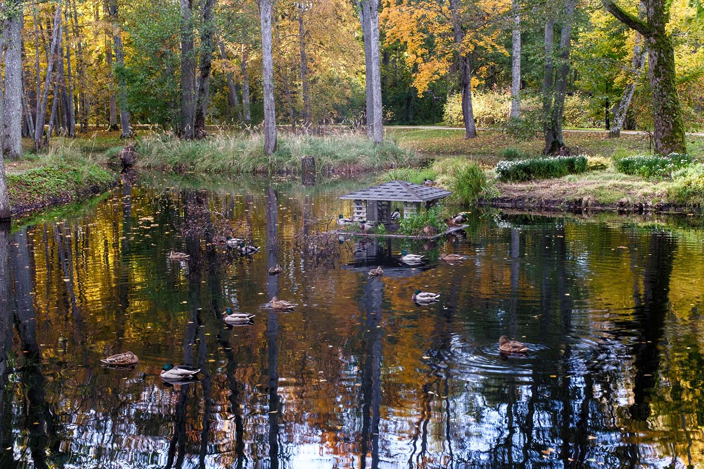 The Ducks in the Autumn Pond