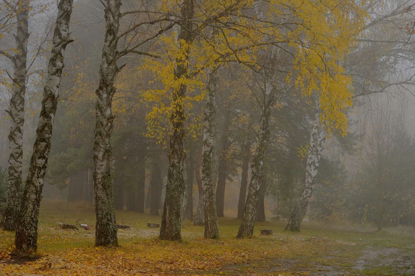 Nebliger Morgen
