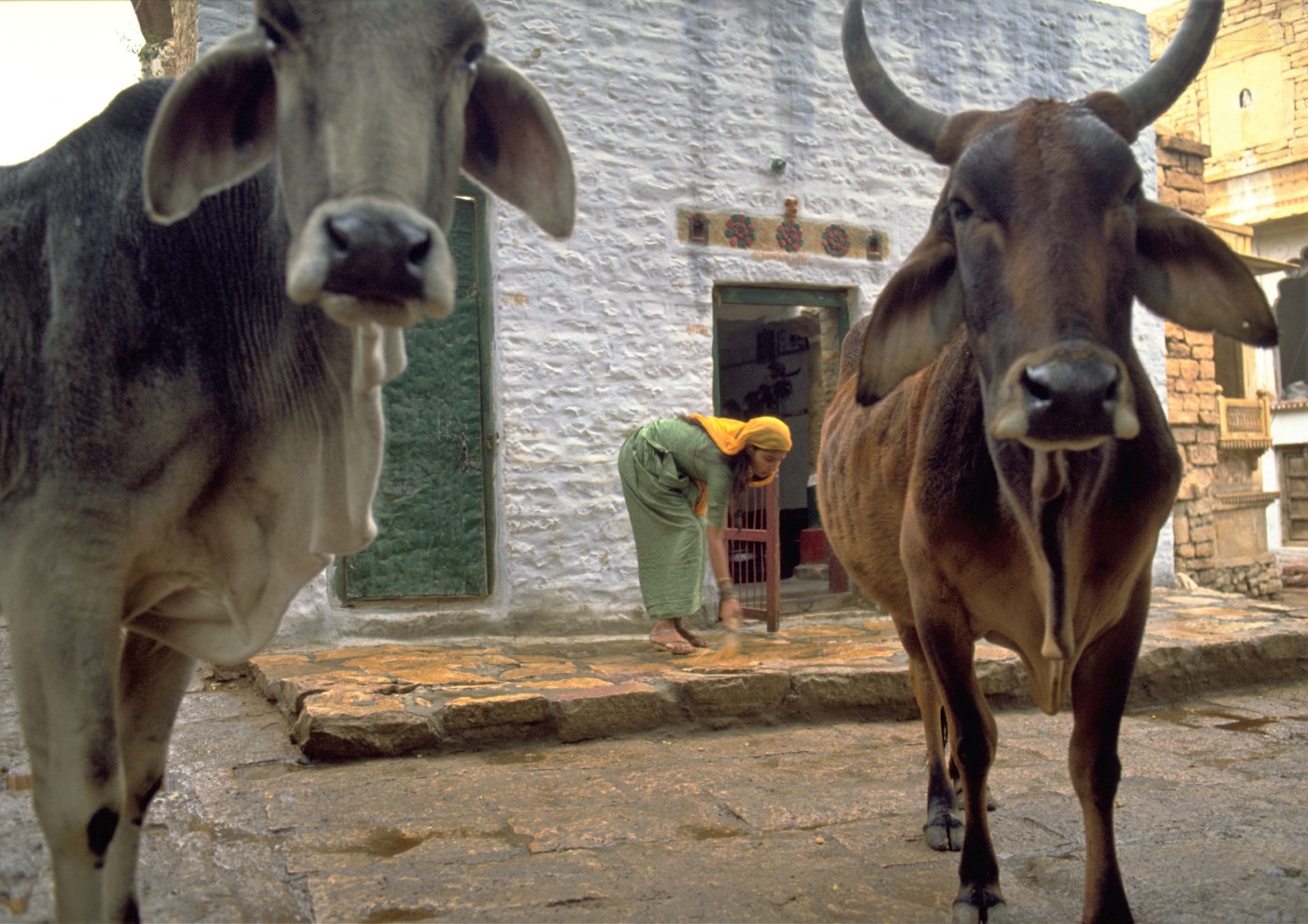 Cows in India