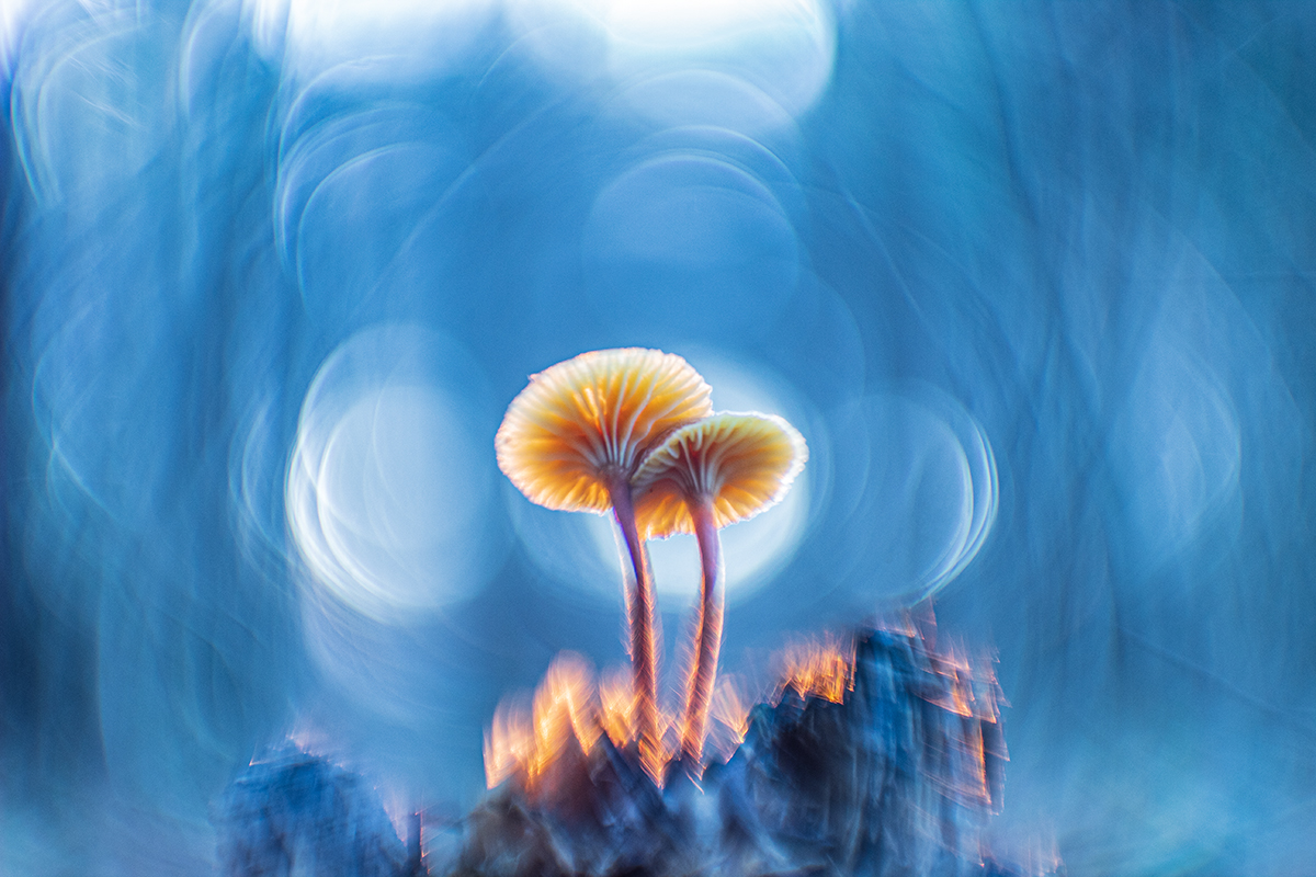 Ich gebe dir einen Stern