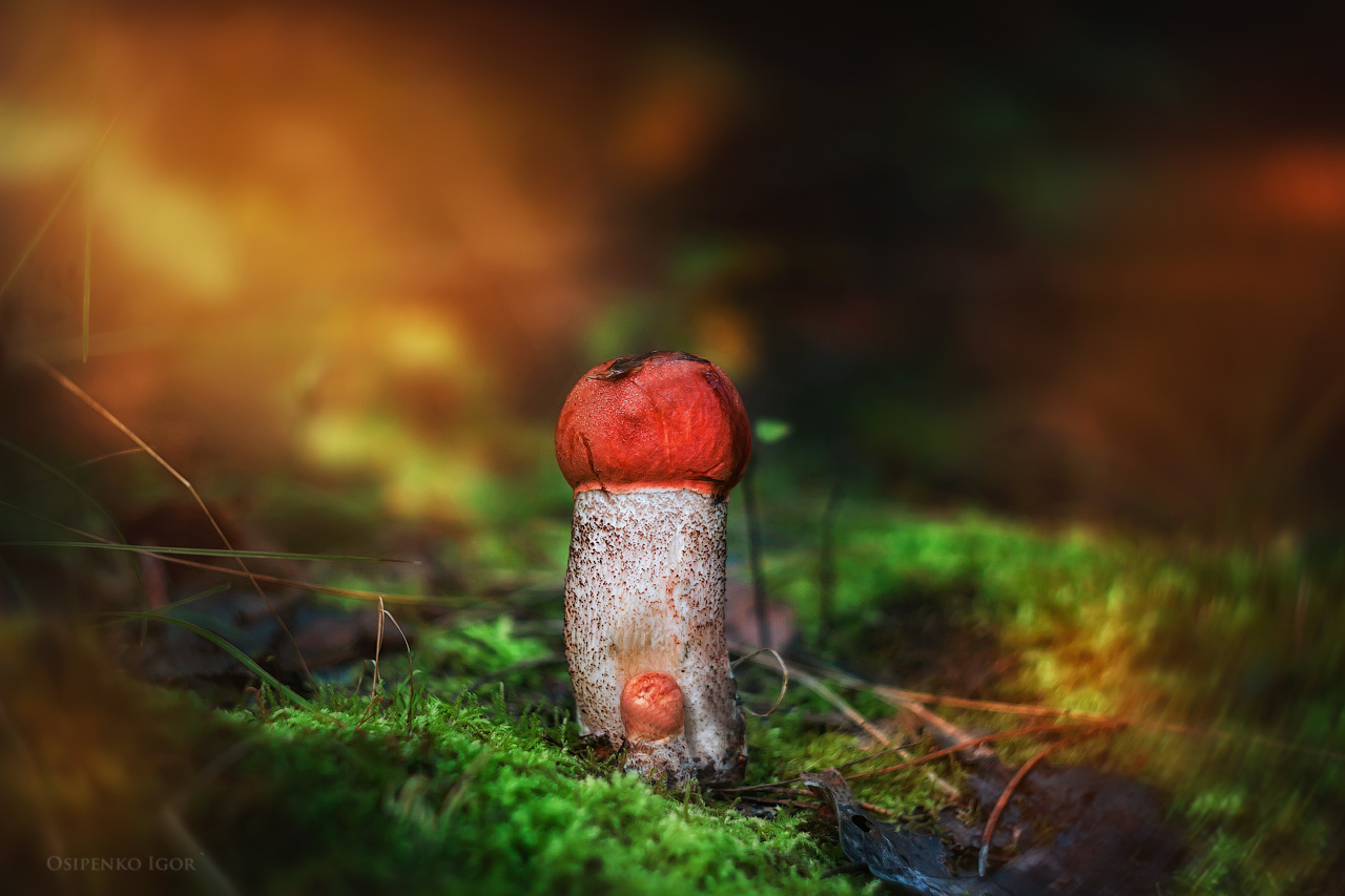 Orange-Schutzkappe Boletus