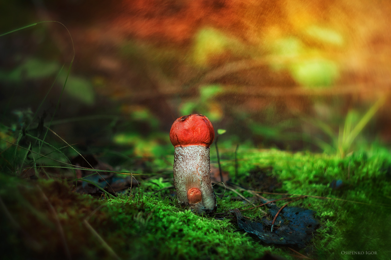 Orange-Schutzkappe Boletus