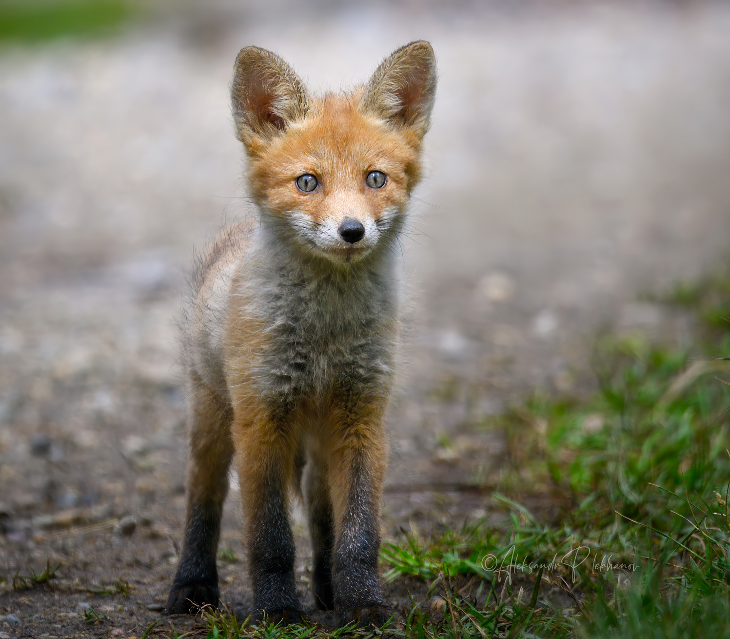 Wir sind das gleiche Blut
