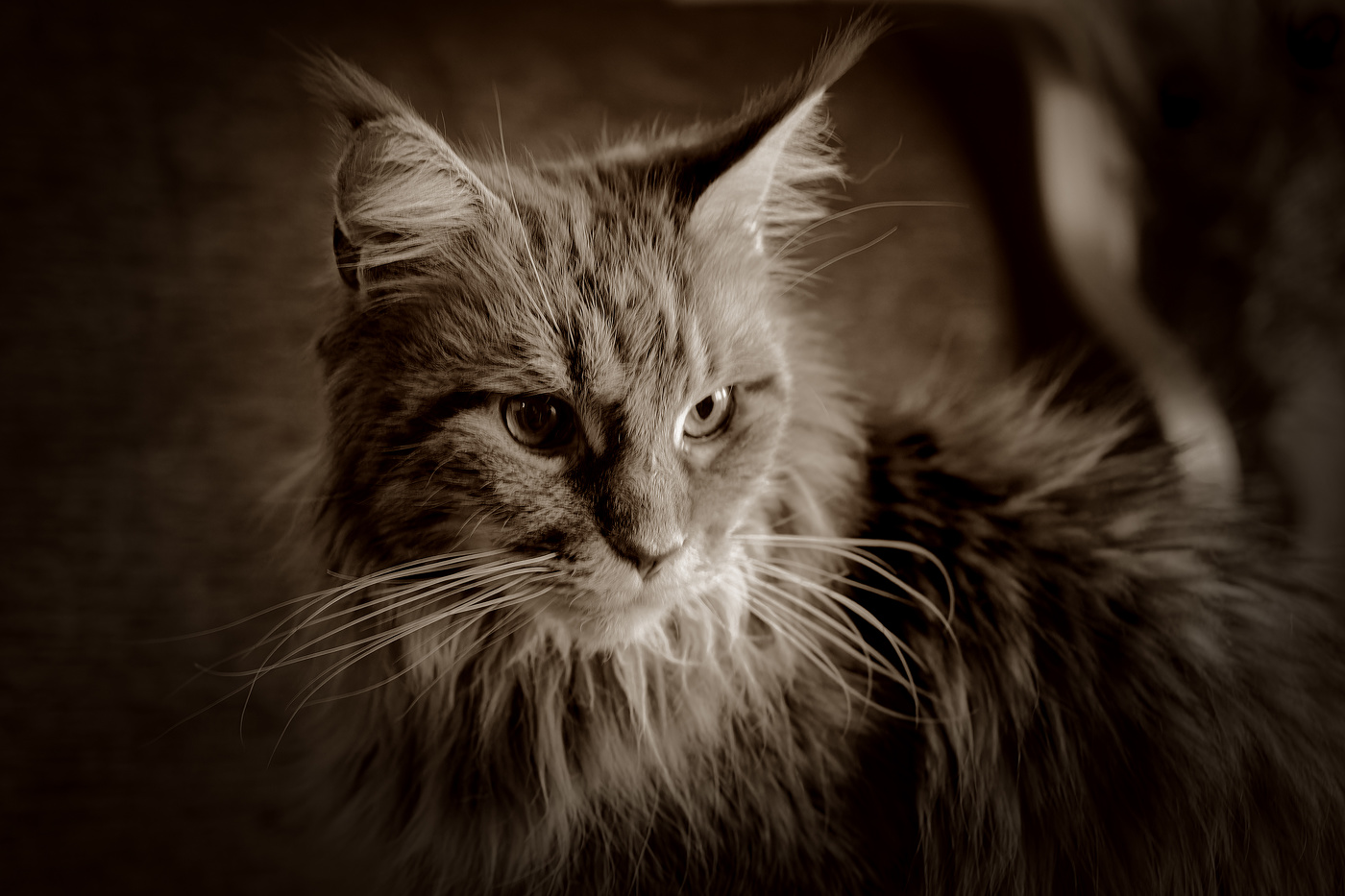 Maine Coon