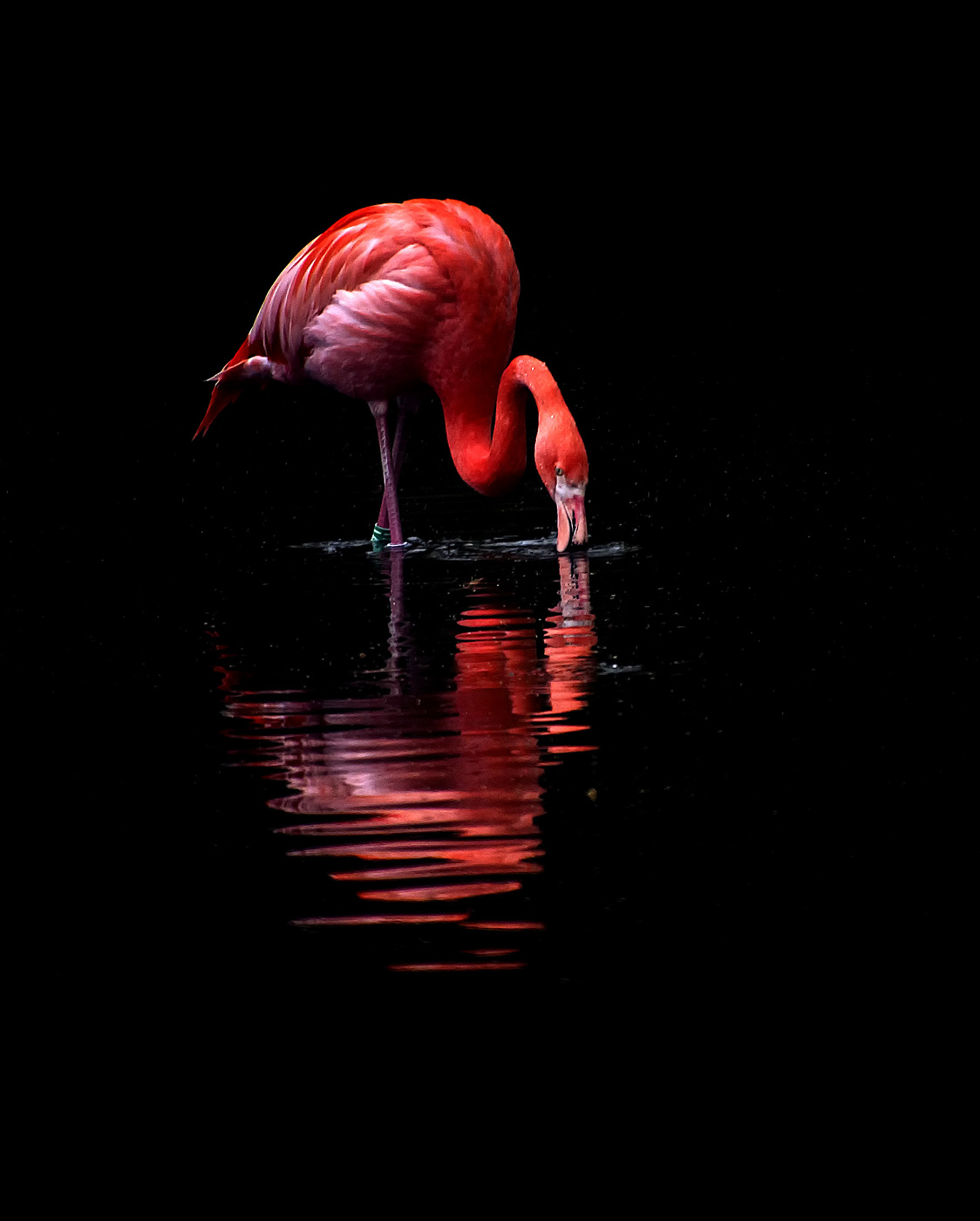 Flamingo